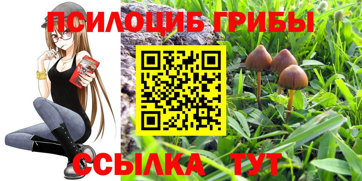 Михайловка  Псилоцибиновые грибы Psilocybe  Вход с VPN 